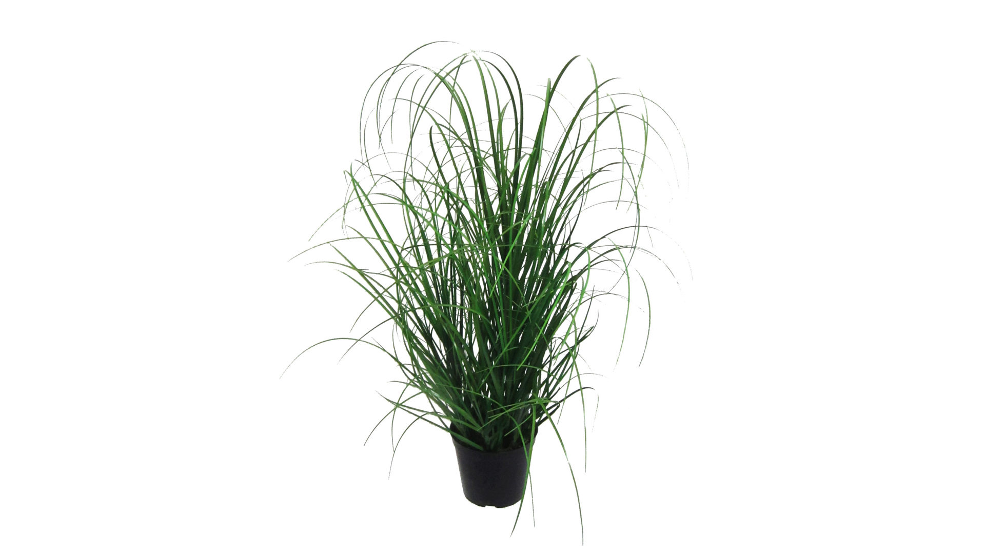 Pflanze Gasper aus Kunststoff in Dunkelgrün Grasbusch künstliche Graspflanze - Höhe ca. 75 cm